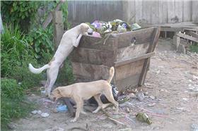 狗、垃圾/flickr-AmazonCARES