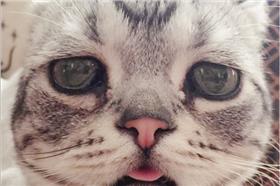 喵星人,傷心,貓,虎斑貓,Luhu▲圖／翻攝自Maggie Liu Instagram