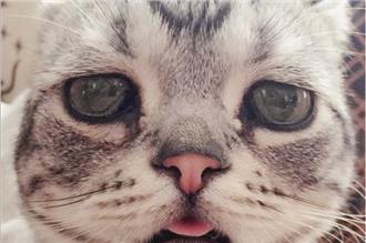 秀秀！史上最傷心喵星人～萌到我跪了