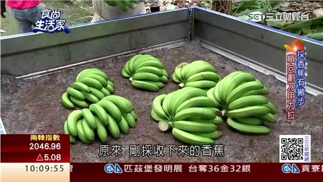 青年回鄉種香蕉　文創行銷拓商機