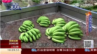 青年回鄉種香蕉　文創行銷拓商機