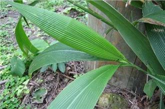 颱風草真的能預測颱風嗎？