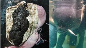 鯨魚,小梧子,海洋汙染,擱淺,垃圾▲圖／翻攝自成大海洋生物及鯨豚研究中心臉書