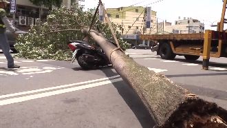 路樹瞬間倒下　孕婦懷胎22周遭砸中