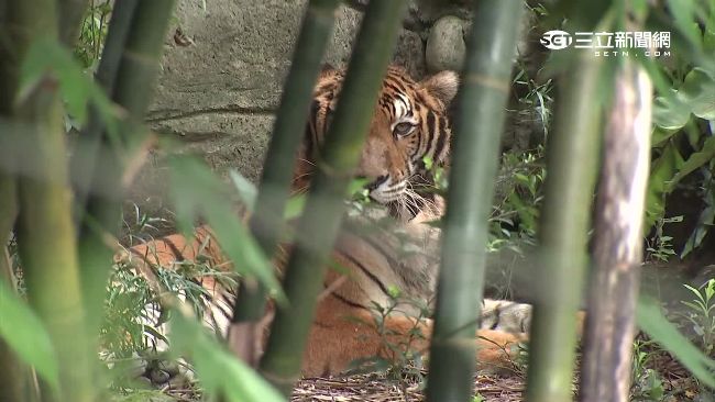 動物園直擊！飼養員餵食動物有SOP