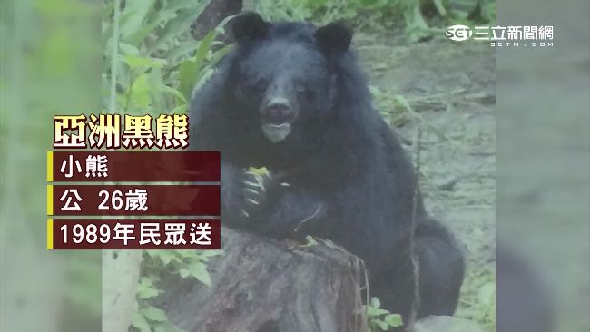 為什麼黑熊突然攻擊人？其實原因是…