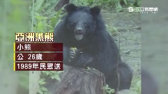 為什麼黑熊突然攻擊人？其實原因是…