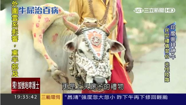 寧可餓死也不吃母牛！他們竟搶喝牛尿