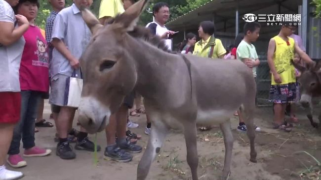 竹南崎頂新樂園開幕　明星動物吸客