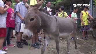 竹南崎頂新樂園開幕　明星動物吸客