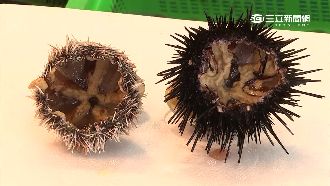 海膽上桌竟變色　知名漁港爆「調包」