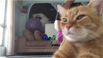 辣妹拍瑜珈影片　竟遭喵星人霸氣亂入