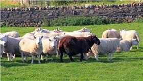 異類-flickr-John Haslam-https://www.flickr.com/photos/foxypar4/1852428153/in/photostream/