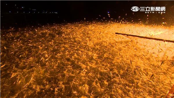 志偉曉菁赴海上派對　乘風破浪追魚去