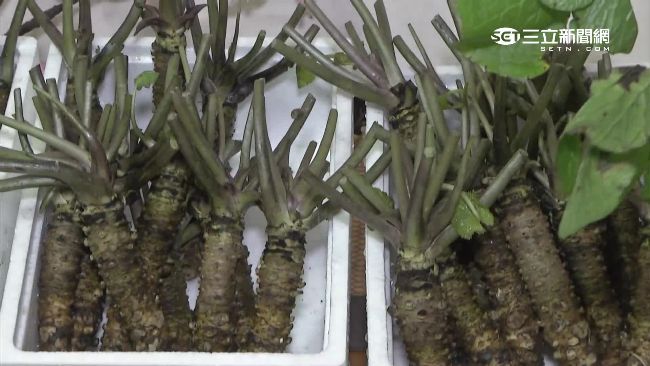 現磨山葵能壯陽？阿里山之寶台日人瘋