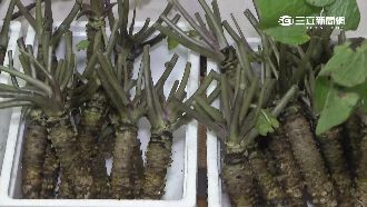 現磨山葵能壯陽？阿里山之寶台日人瘋