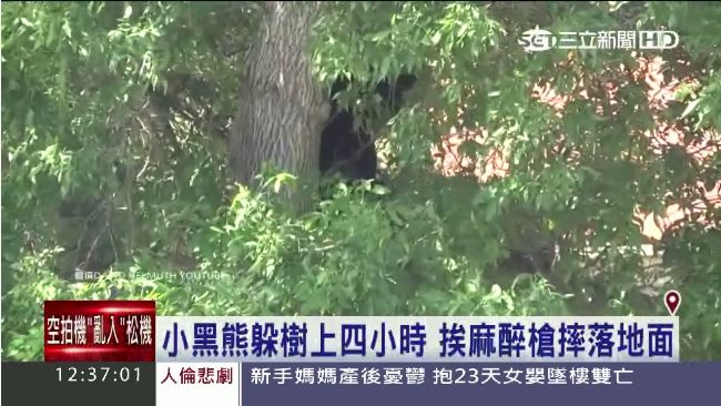 小熊又來了　美大學小熊躲樹遭麻醉