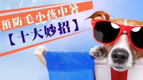 日頭赤炎炎　毛小孩防暑十大妙招！