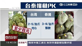 台灣也能種！屏東榴槤個頭小風味佳