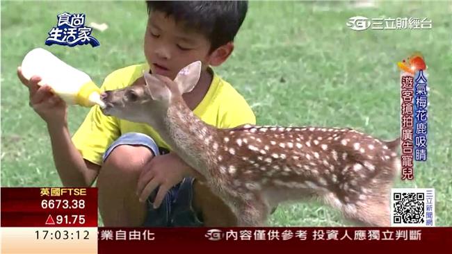 鹿牧場多角化經營　全家同樂好去處