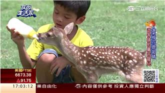 鹿牧場多角化經營　全家同樂好去處