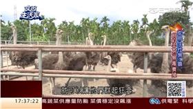 鴕鳥

翻攝食尚生活家
