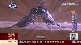 蟋蟀

翻攝食尚生活家
