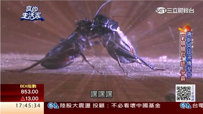 體驗古早遊樂趣　灌蟋蟀重溫童年回憶