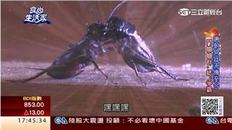 體驗古早遊樂趣　灌蟋蟀重溫童年回憶