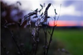 枯葉▲圖／Matthias Ripp flickr CC License
https://www.flickr.com/photos/56218409@N03/15844801226/