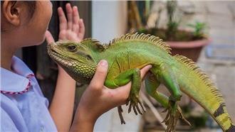 恐龍迷移情作用？又爆綠鬣蜥棄養潮！