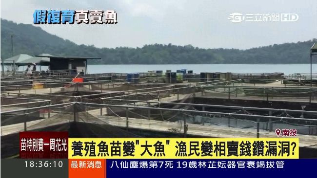 變相賣錢？日月潭漁民復育魚苗變大魚