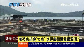 變相賣錢？日月潭漁民復育魚苗變大魚