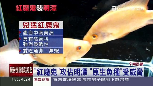 日月潭生態危機！紅魔鬼狂吃本土魚卵