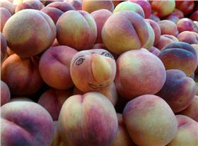 水蜜桃▲圖／Wendy Cutler flickr CC License
https://www.flickr.com/photos/wlcutler/6218940655