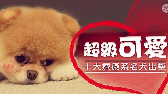 鬱悶無處發　交給超療癒萌犬