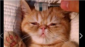 貓咪

翻攝臉書https://www.facebook.com/media/set/?set=vb.351594598884&type=2