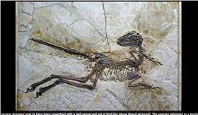 恐龍
翻攝
每日郵報