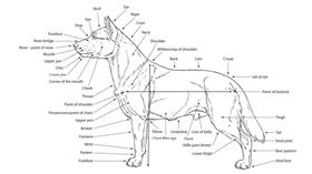 FCI公布台灣犬身形構造圖。（圖／翻攝自FCI網站）