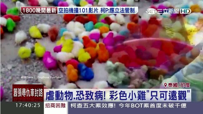 粉紅小雞的真相　染色過程殘忍無比