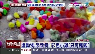 粉紅小雞的真相　染色過程殘忍無比