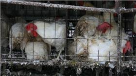 圖／翻攝自台灣動物社會研究會