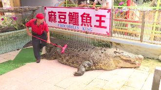 動物秀不再　「麻豆鱷魚王」吹熄燈號