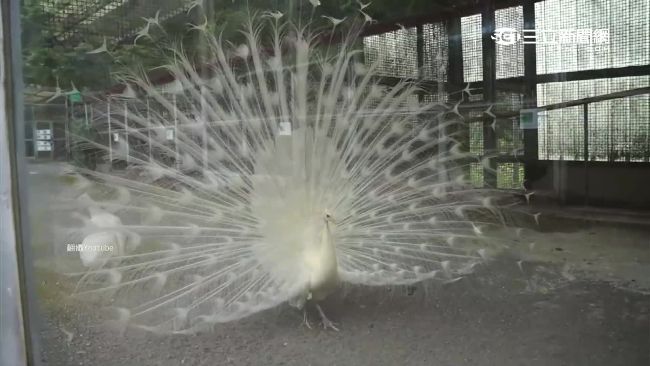 孔雀披白紗！白孔雀開屏將帶來好運