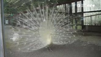 孔雀披白紗！白孔雀開屏將帶來好運