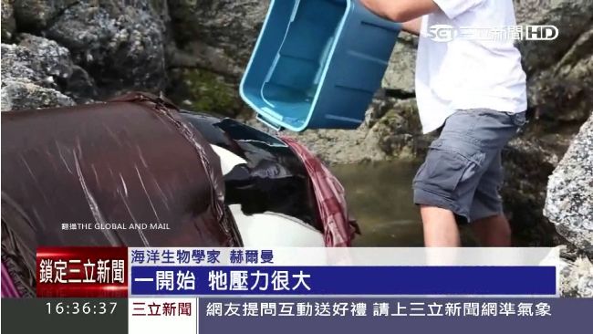 海灣聽見哀號！民眾熱心搶救殺人鯨