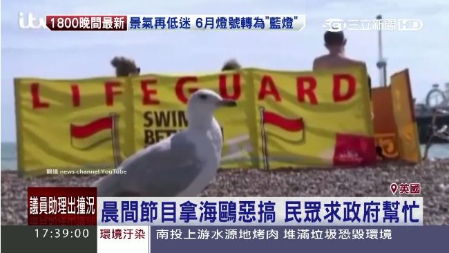 「流氓海鷗」！霸道掠奪食物攻擊民眾