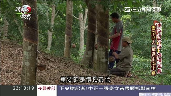 寮國橡膠供過於求　中國商紛紛棄地