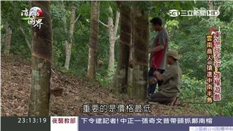 寮國橡膠供過於求　中國商紛紛棄地