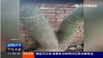 自家樹頭遭掛死貓　求助苗縣府反被酸